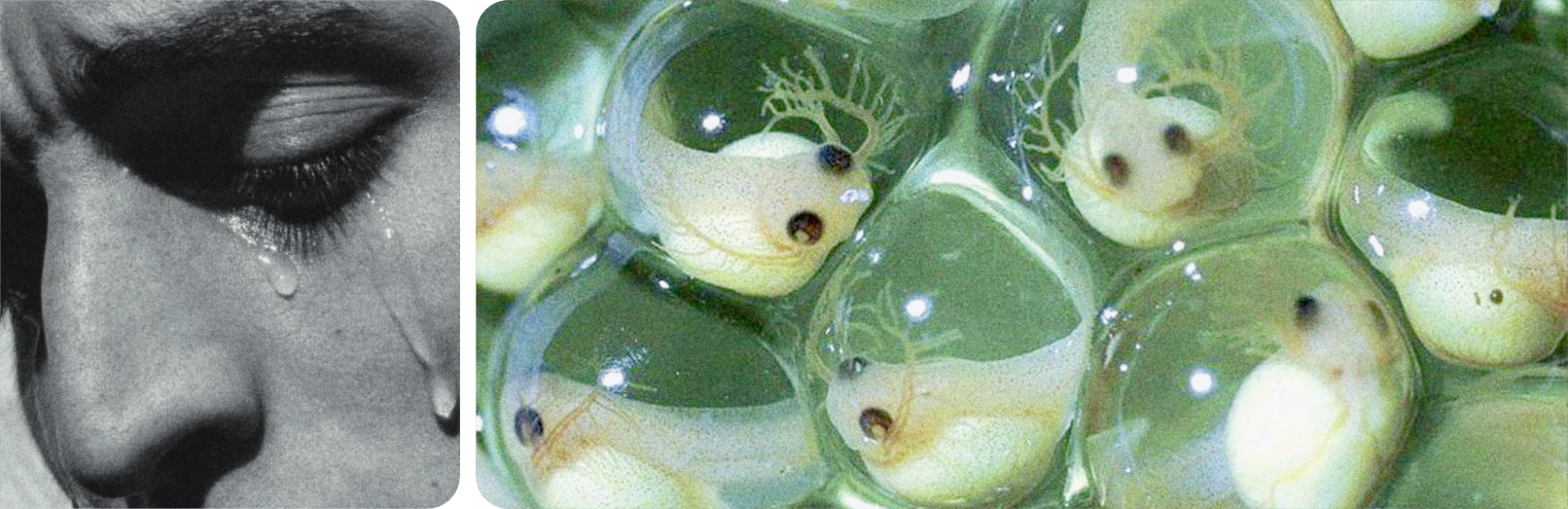 Kontemplatsioon ja mateeria hämarus